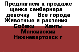 Предлагаем к продаже щенка сенбернара - девочку. - Все города Животные и растения » Собаки   . Ханты-Мансийский,Нижневартовск г.